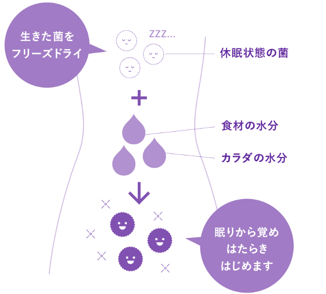 生きた乳酸菌が腸まで届く