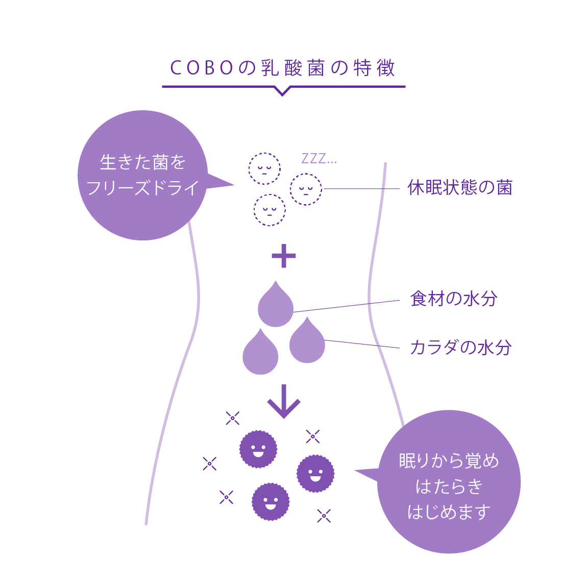 アサイー×お米の乳酸菌POWDER(定期乗り換えプラン2回目以降)